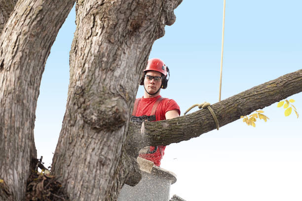 Best Utility Line Clearance  in Eatonville, WA
